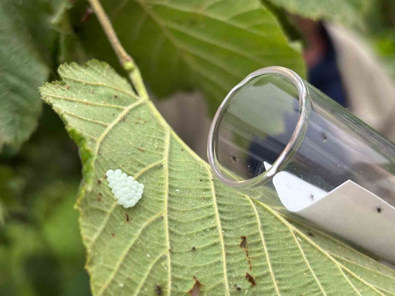 Kendisi küçük, mücadelesi büyük