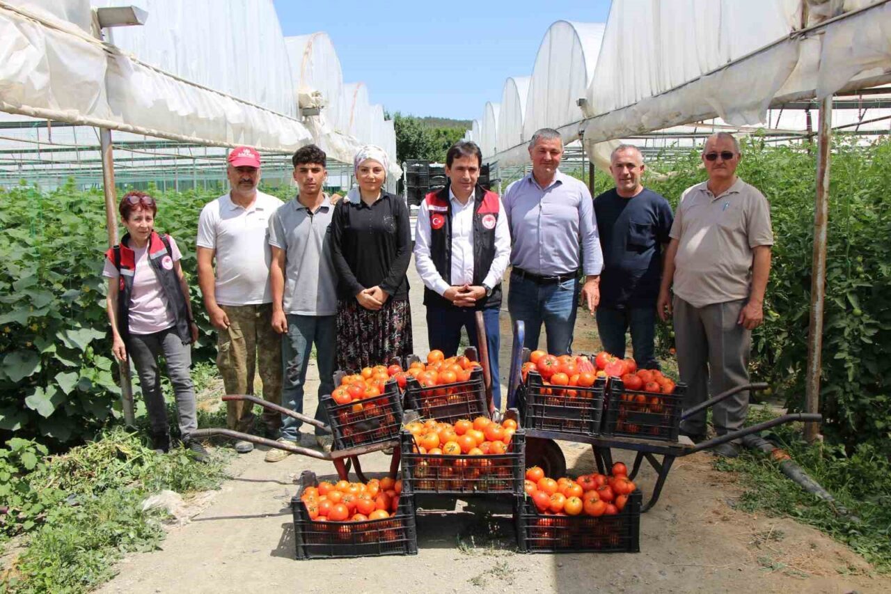 ‘Küçük Antalya’ Amasya’da domates hasadı başladı
