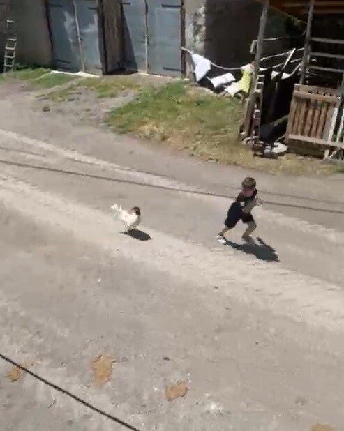 Küçük çocuğun horozla imtihanı: Horoz kovaladı minik Ömer Arda kaçtı