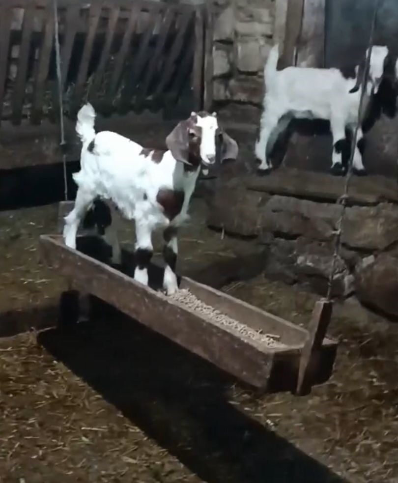 Oğlağın ahırda salıncak keyfi kamerada