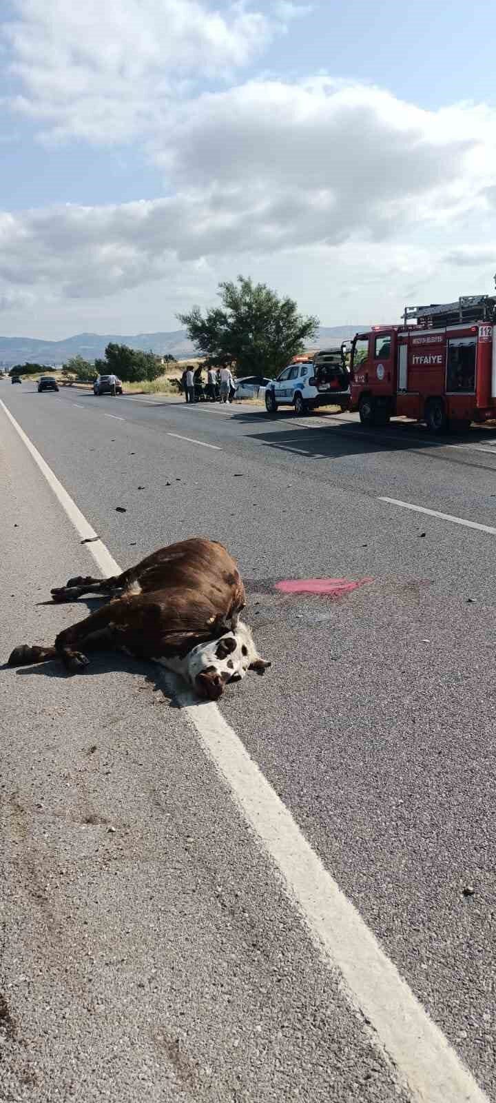 Otomobilin çarptığı inek telef oldu