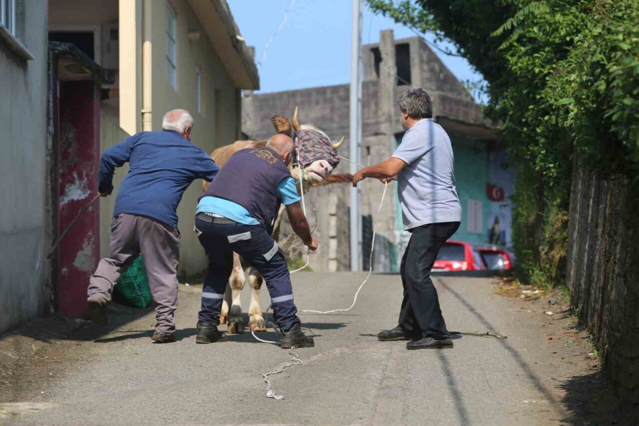 Rize’de kaçan kurbanlık sahiplerini peşinden koşturdu
