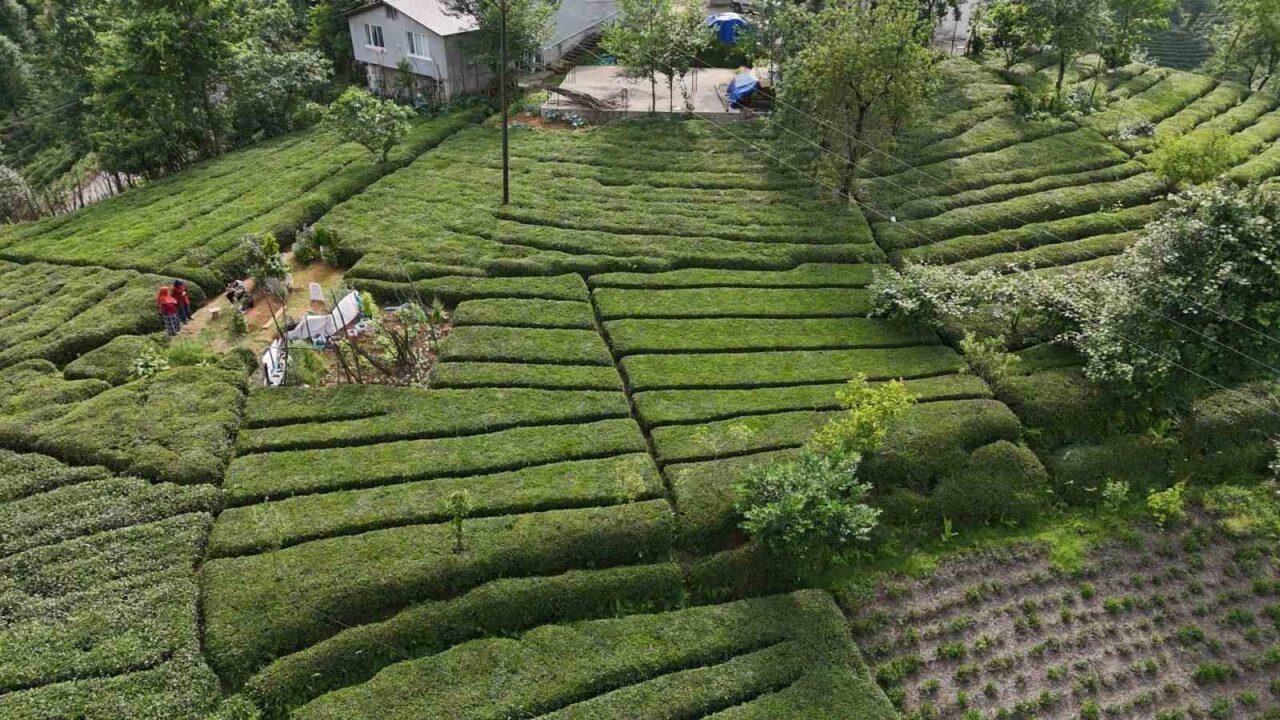 Rize’nin yeni gözdesi: Baklava görünümlü çay bahçesi