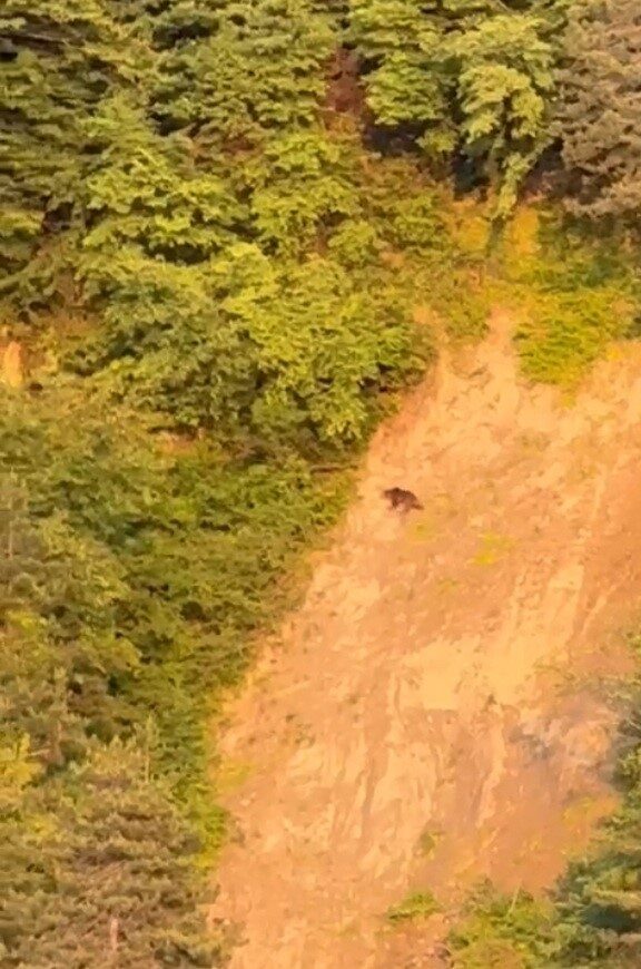 Sinop’ta ayı görüntülendi