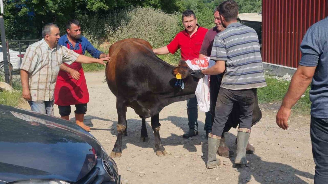 Sinop’ta kurbanlık kaçtı, köyde kısa süreli panik yaşandı