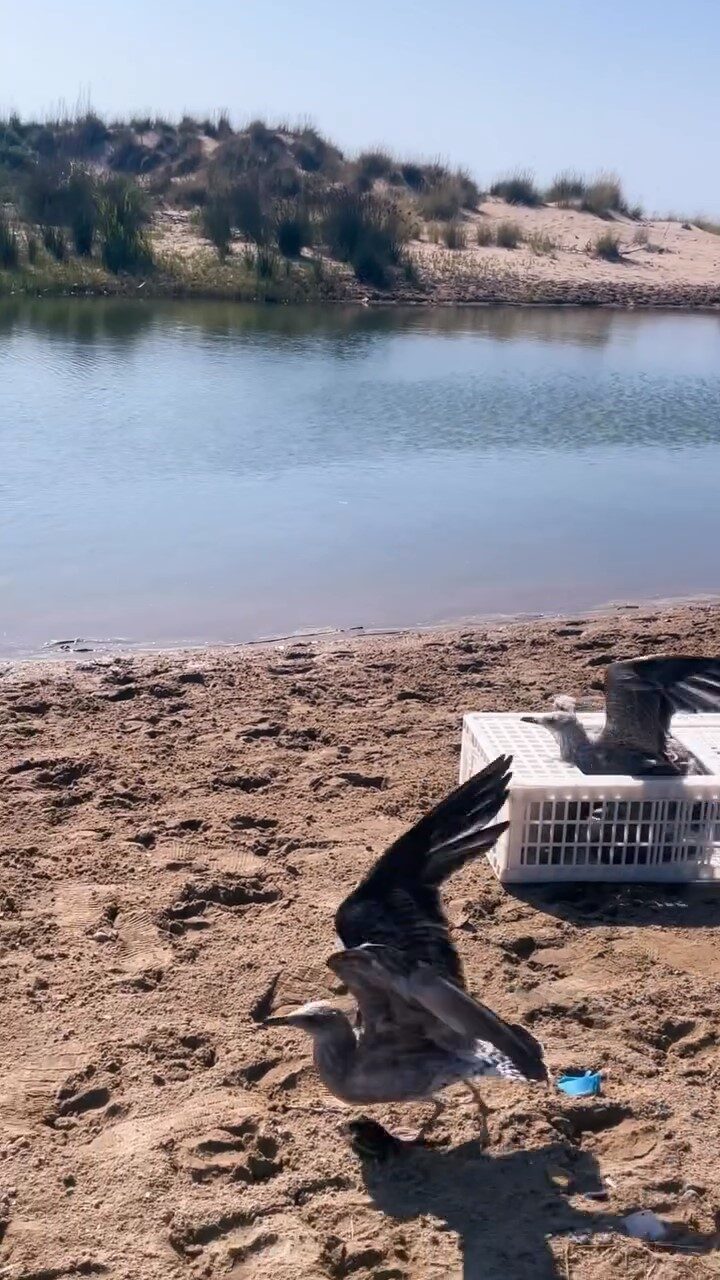 Sinop’ta tedavileri tamamlanan martılar doğaya salındı