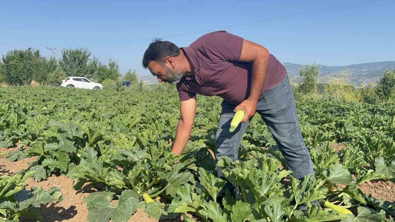 Tokat’ta meyveleri don vurdu, çiftçi ilk mahsulü öşür niyetine dağıttı