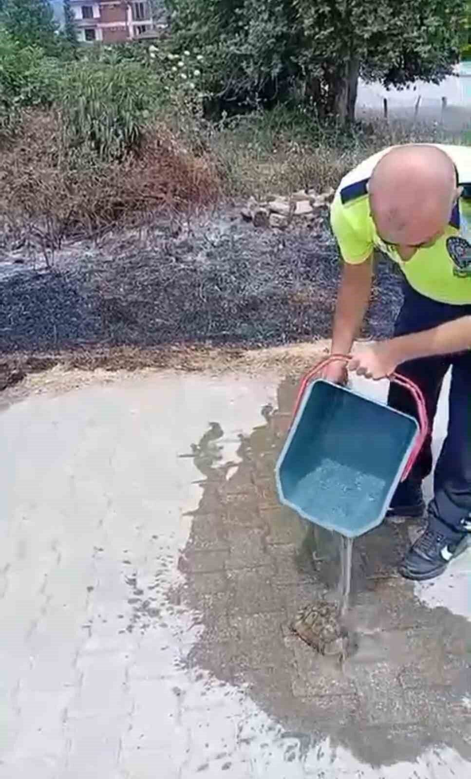 Yanan otların arasından kurtardığı kaplumbağayı suyla serinletti