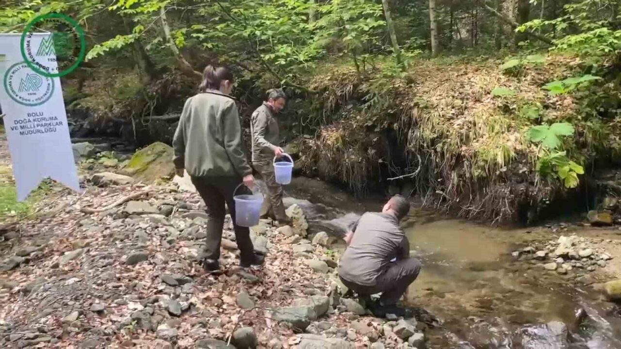 Yüzlerce alabalık derelere salındı
