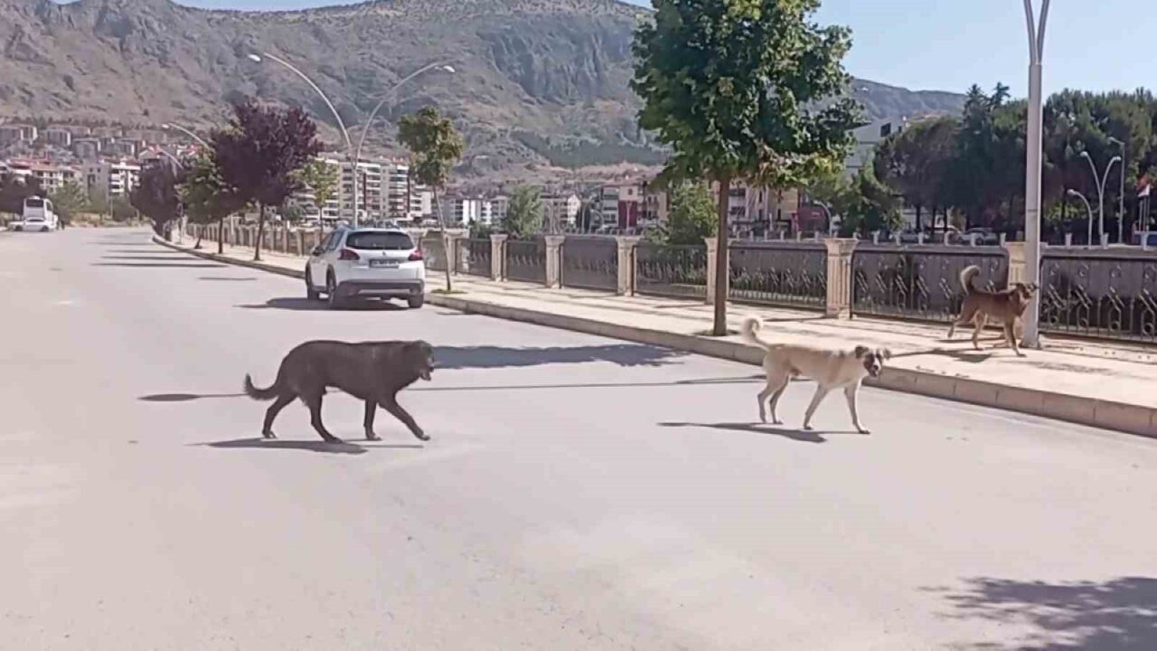 Amasya sokaklarında halkı korkutan ’köpek çetesi’