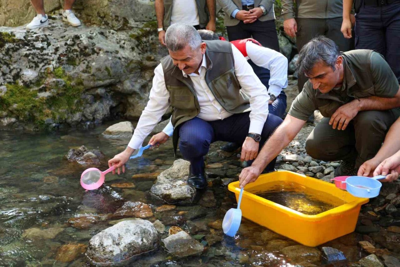 Artvin’de 5 bin kırmızı benekli alabalık doğaya salındı
