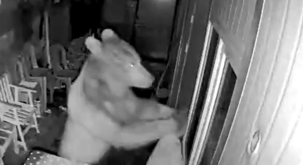 Artvin’de orman işçilerinin kaldığı kulübeye ayı girdi, o anlar güvenlik kamerasına yansıdı