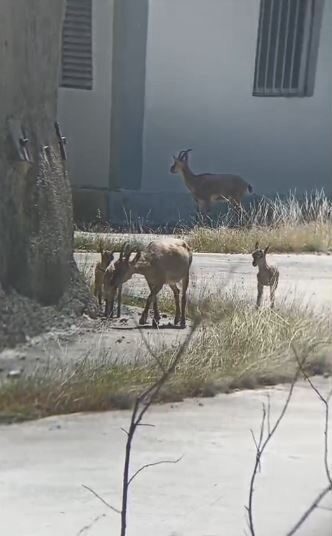 Artvin’de yaban hayatı cep telefonu kamerasına yansıdı