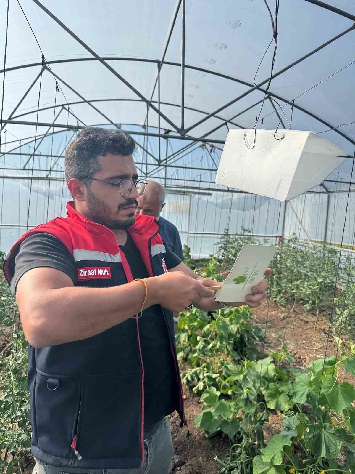 Aydıntepe’de Akdeniz meyve sineğine karşı mücadele başlatıldı