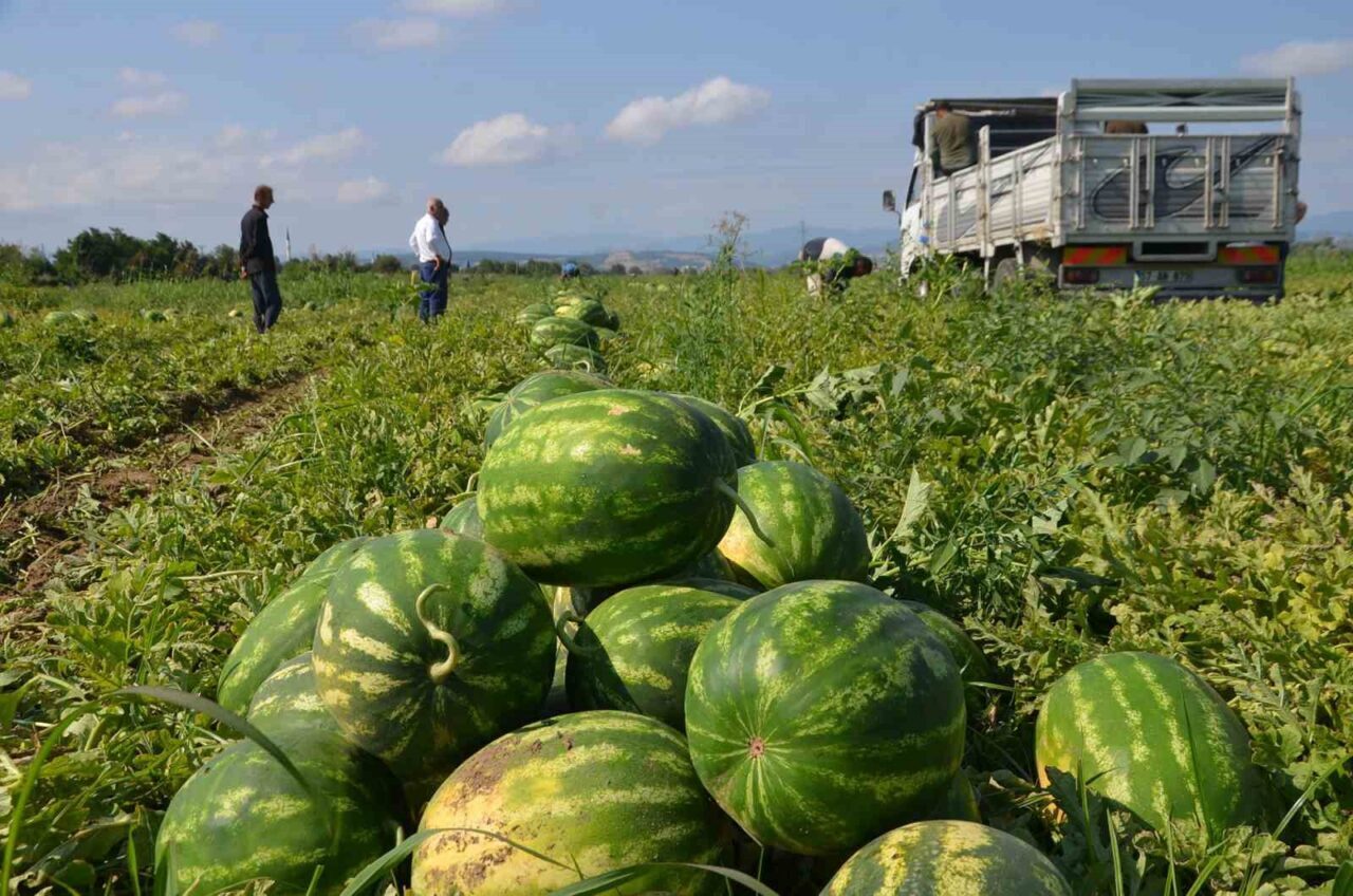 Bafra Ovası’nda karpuz hasadı başladı