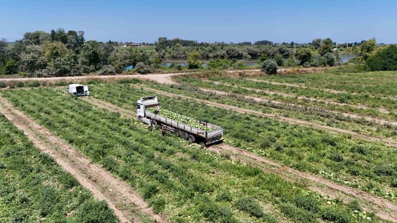 Bafra Ovası’nda kavun ve karpuz hasadı hız kazandı