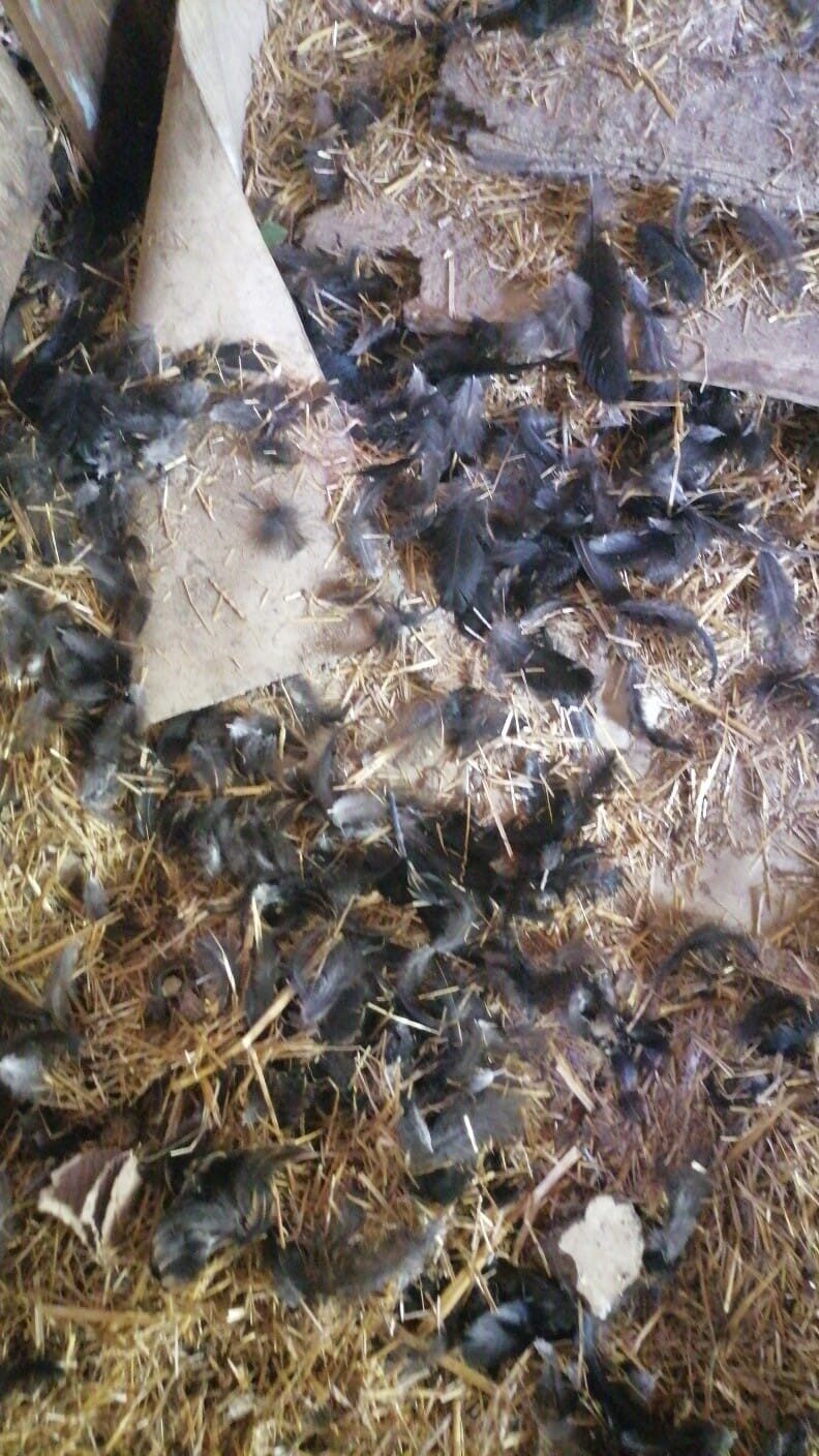 Başıboş köpekler, girdikleri kümeste 22 tavuğu telef etti