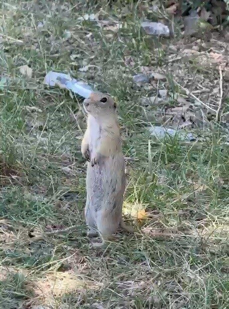 Bayburt’ta daha önce bisküvi yerken görüntülenen Anadolu yer sincabı bu kez yiyecek ararken görüldü