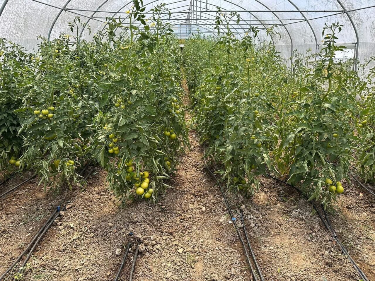 Çaycuma’da üretim güçlerini birleştirdiler