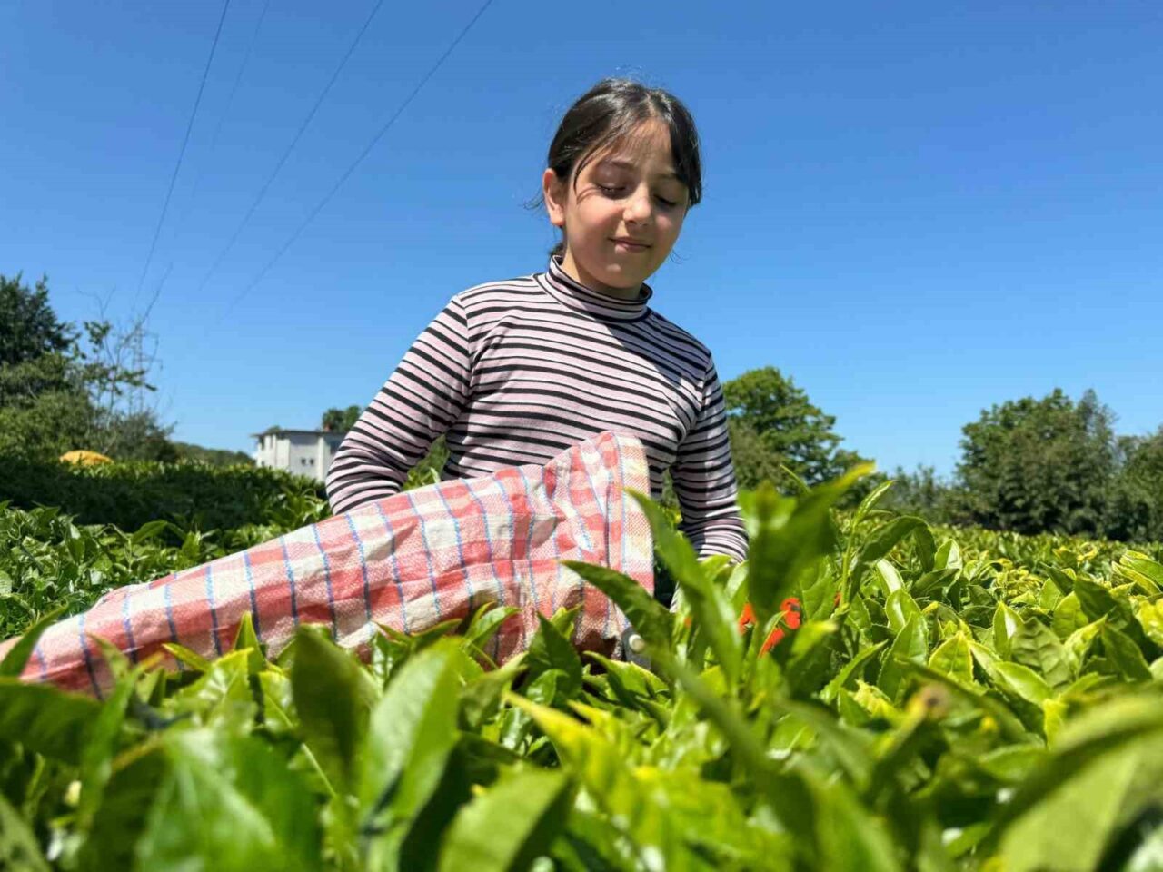 ÇAYKUR’dan üreticilere fırsatçılara yönelik uyarı