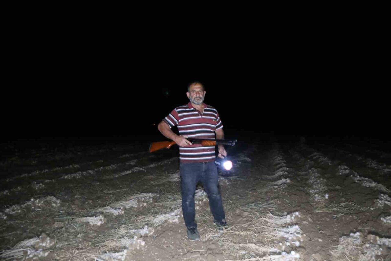 Çiftçilerin "beyaz altın" nöbeti: Sarımsaklar çalınmasın diye sabaha kadar tarlada nöbet tutuyorlar