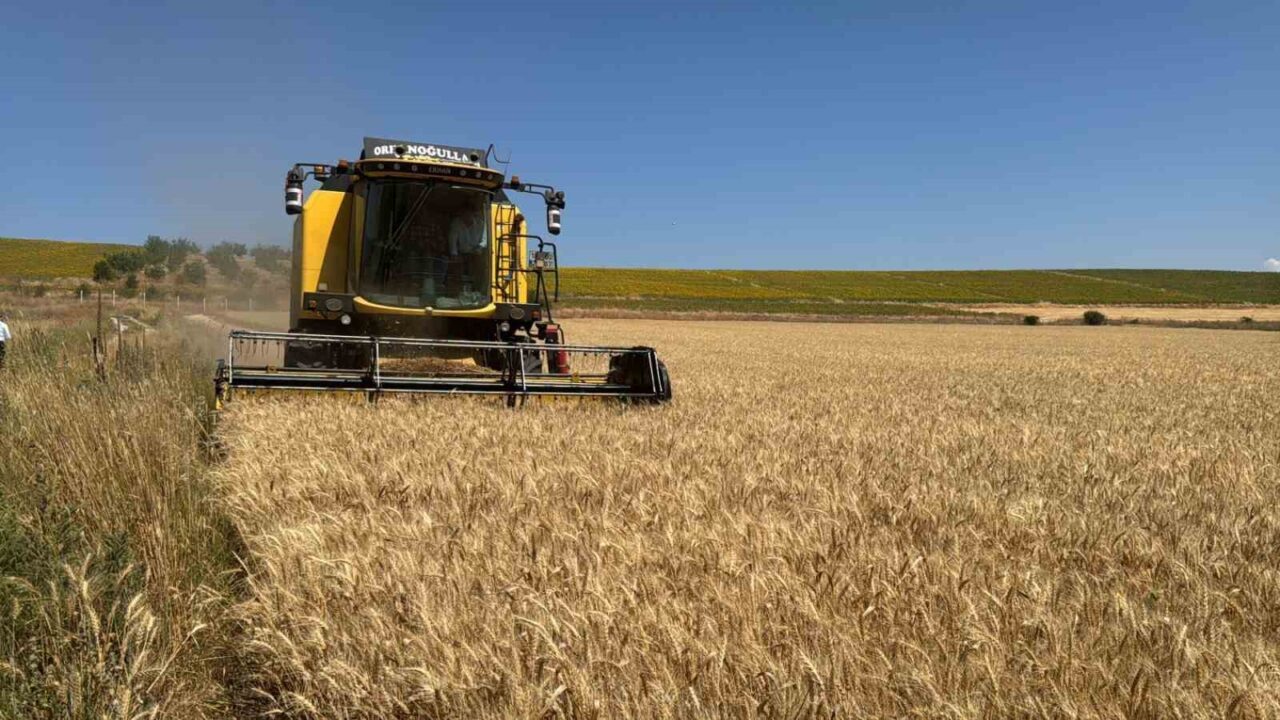 Çorum Belediyesi’nden 80 dönümlük buğday tarlasında hasat başladı