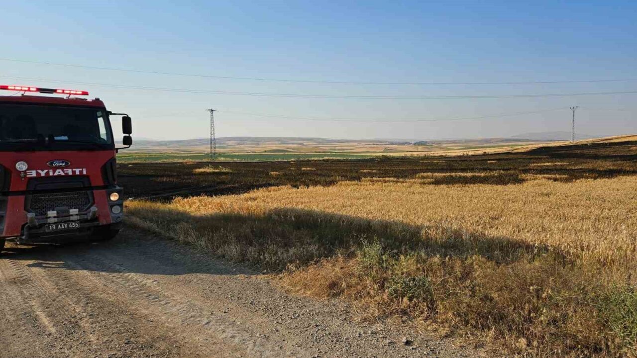 Çorum’da 15 dönüm buğday ekili tarla alevlere teslim oldu