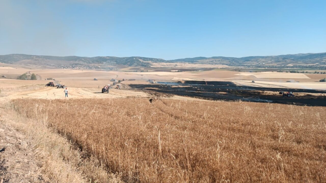 Çorum’da çıkan yangında 3 bin dekar buğday tarlası zarar gördü