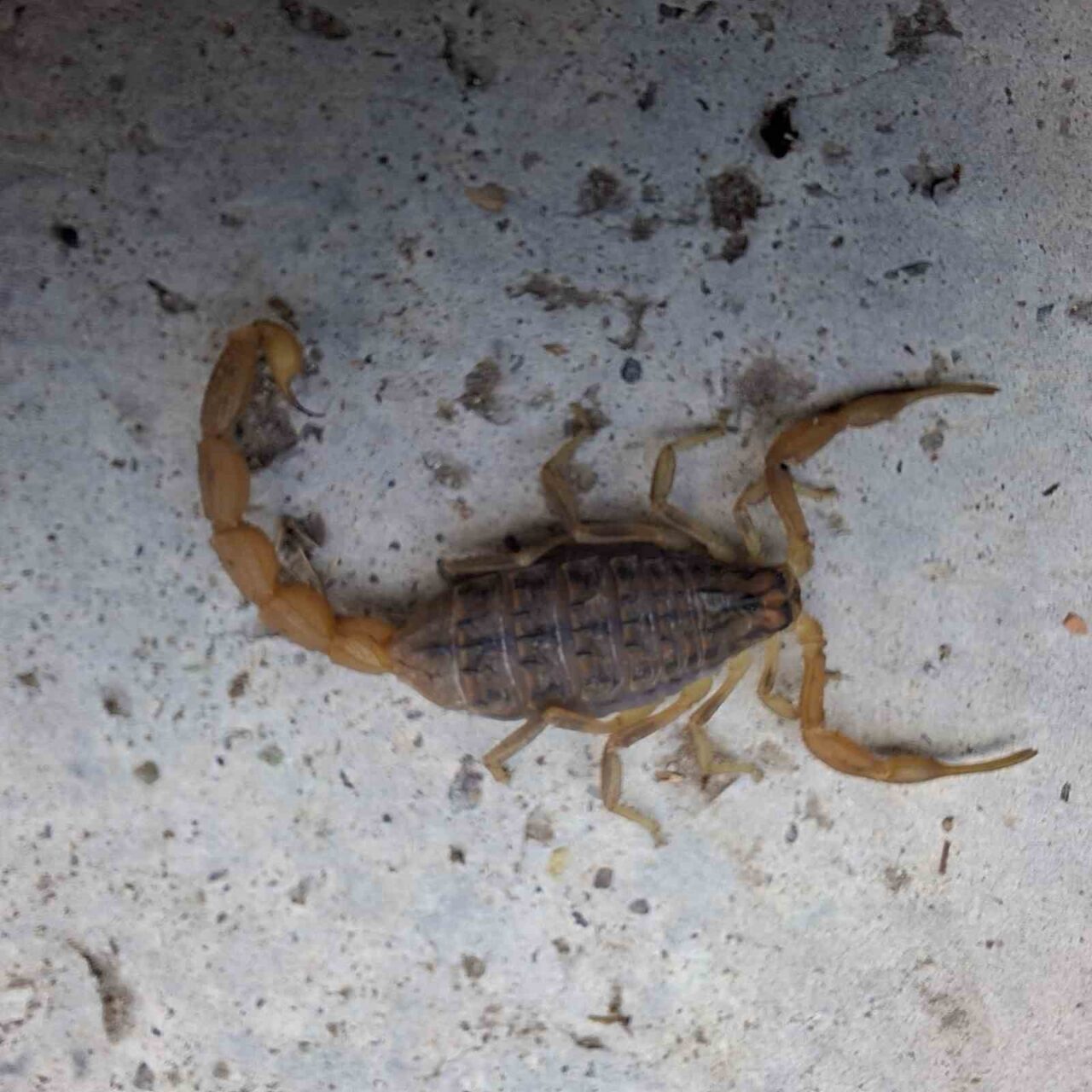 Çorum’da zehirli akrep eve girmeye çalışırken yakalandı