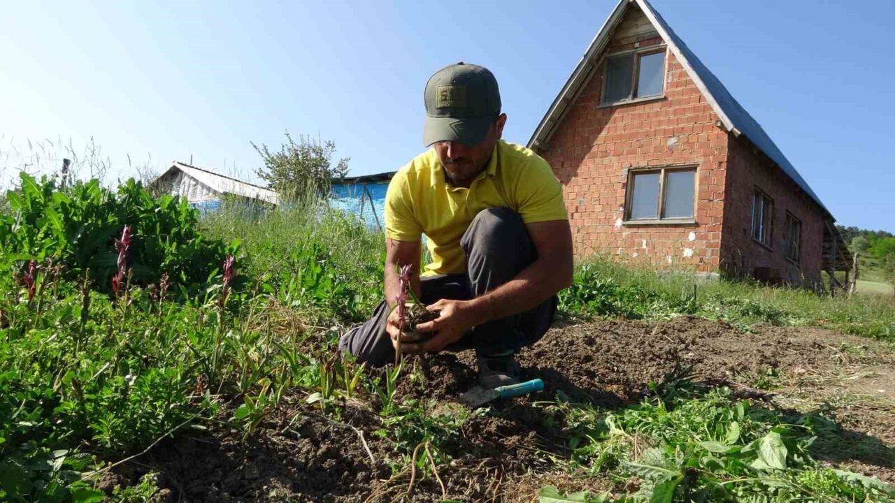 Doğada toplanması yasak: Kastamonu’da 30 dekarda yetiştirilen salebin hasadı sürüyor