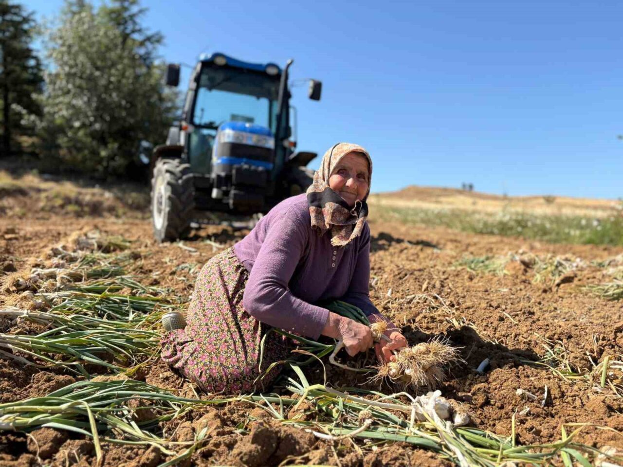 Dünyaca ünlü Taşköprü sarımsağında hasat dönemi başladı