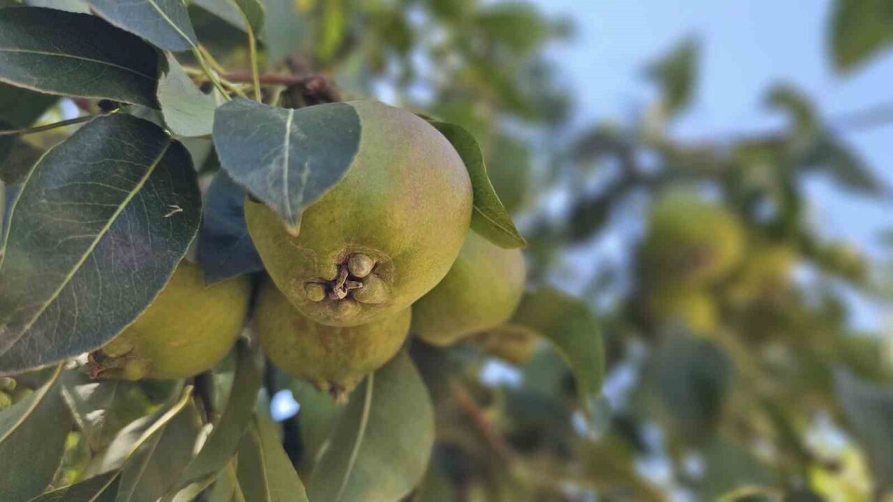 Emekli madenci Bursa’da kurduğu armut bahçesinden 80 tonluk hasat bekliyor