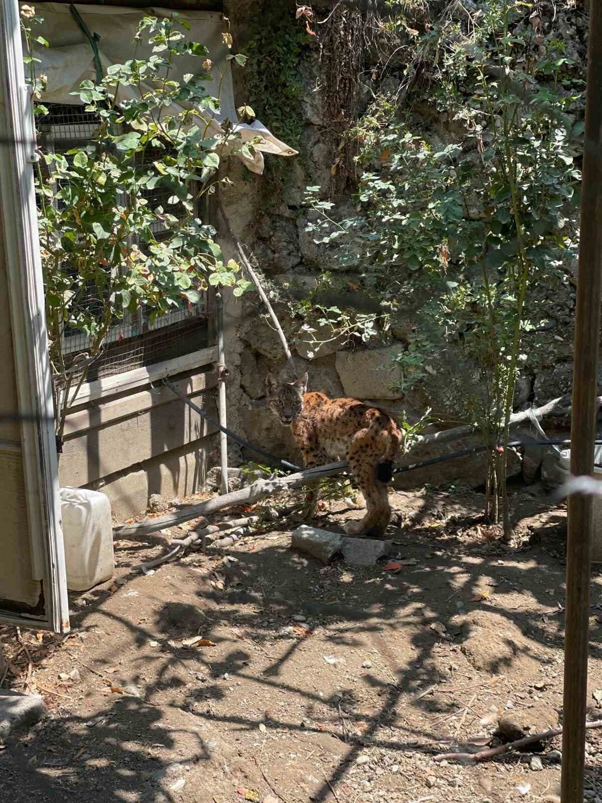 Evin bahçesine giren vaşak paniğe yol açtı