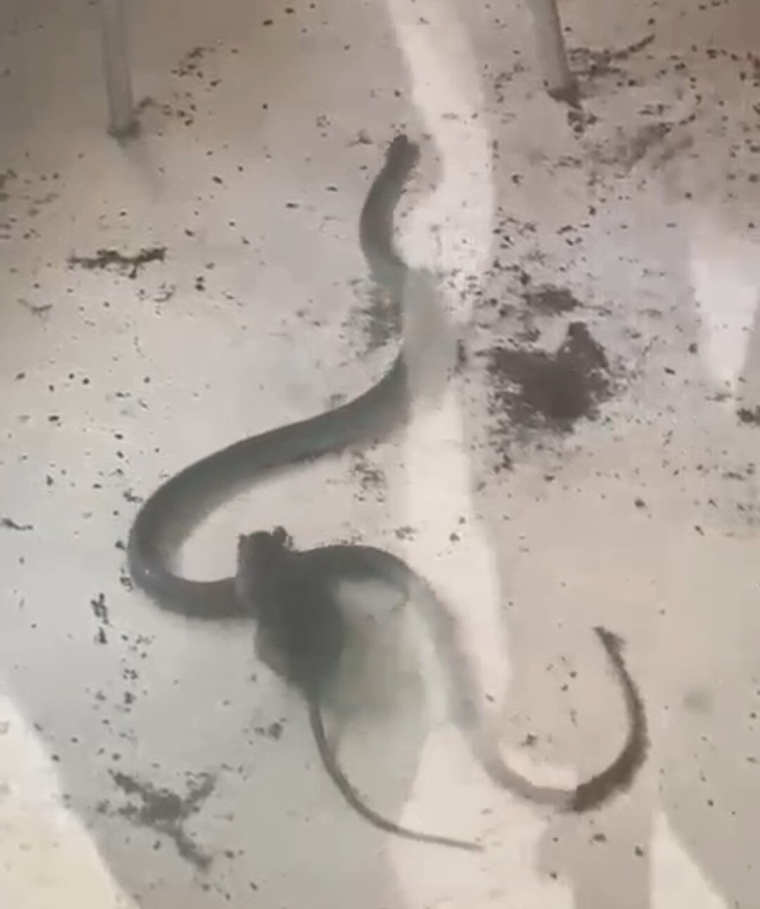 Fare ile yılanın kavgası kamerada