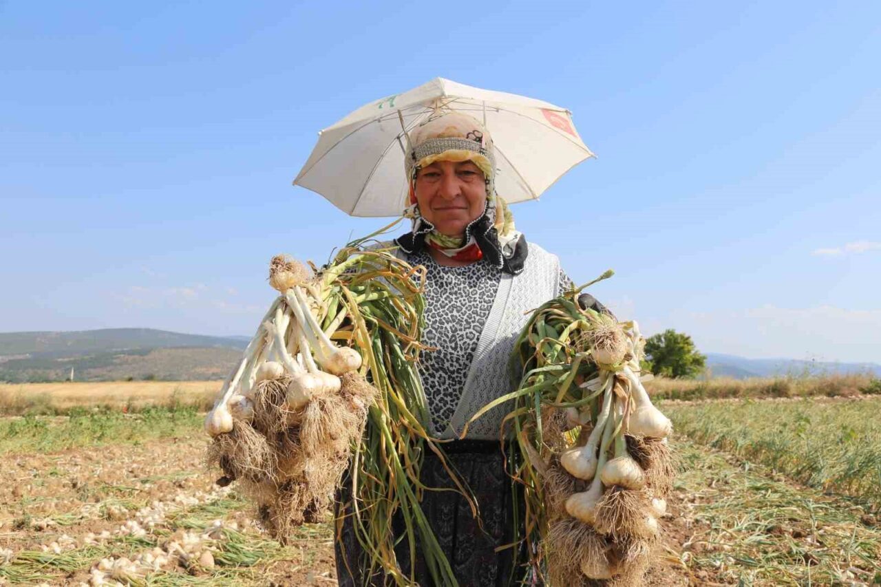 Kadın işçilerin kavurucu sıcakta zorlu Taşköprü sarımsağı mesaisi
