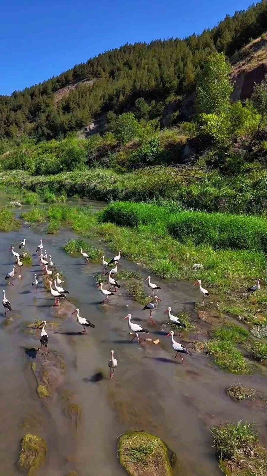 Karabük’te leylekler ve pelikan dronla görüntülendi