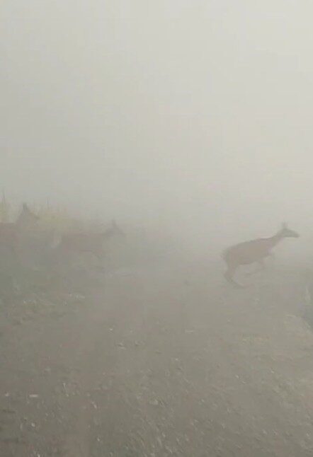 Kastamonu’da yaban hayvanları renkli görüntüler oluşturdu