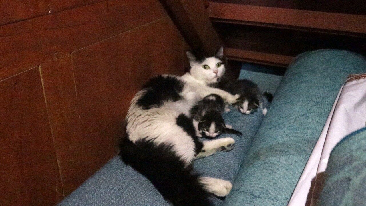 Kedi yavruları ile camiye sığındı