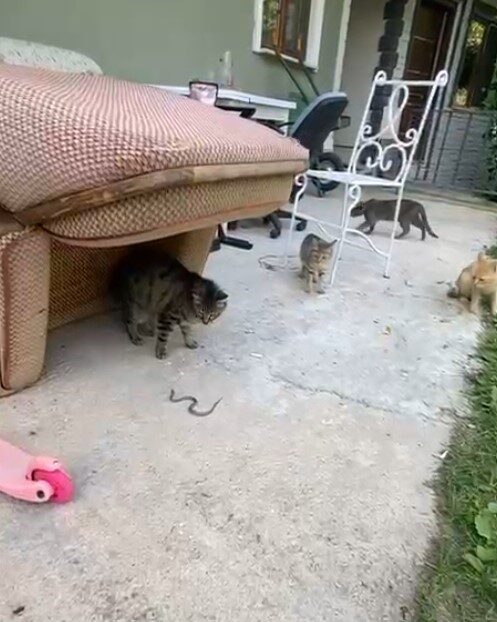 Kedilerin yavru yılanla oyunu kamerada