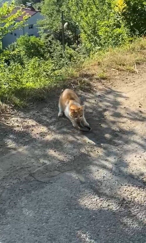 Kedinin yılanı avladığı anlar kamerada