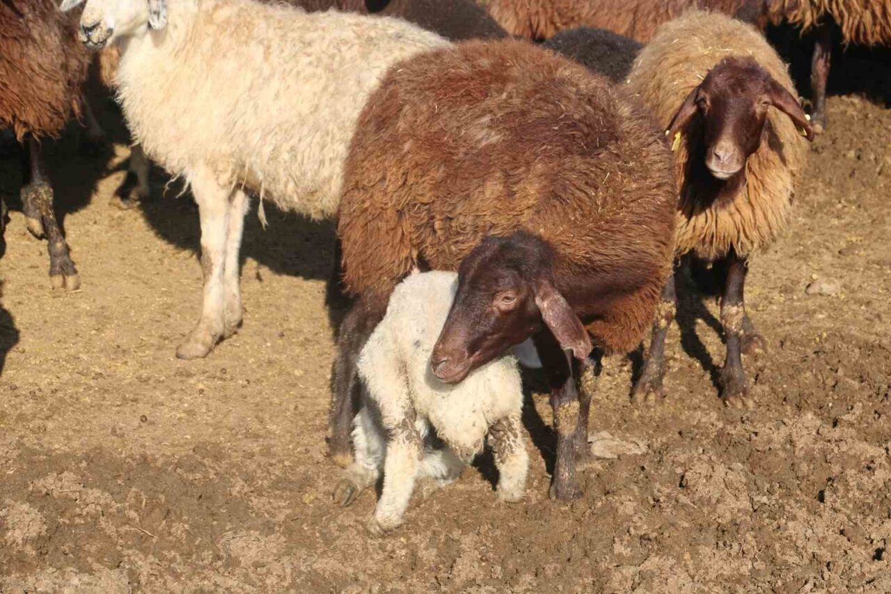 ‘Köyümde Yaşamak İçin Bir Sürü Nedenim Var’ projesinde kredi limiti 1 milyon 200 bin liraya yükseltildi