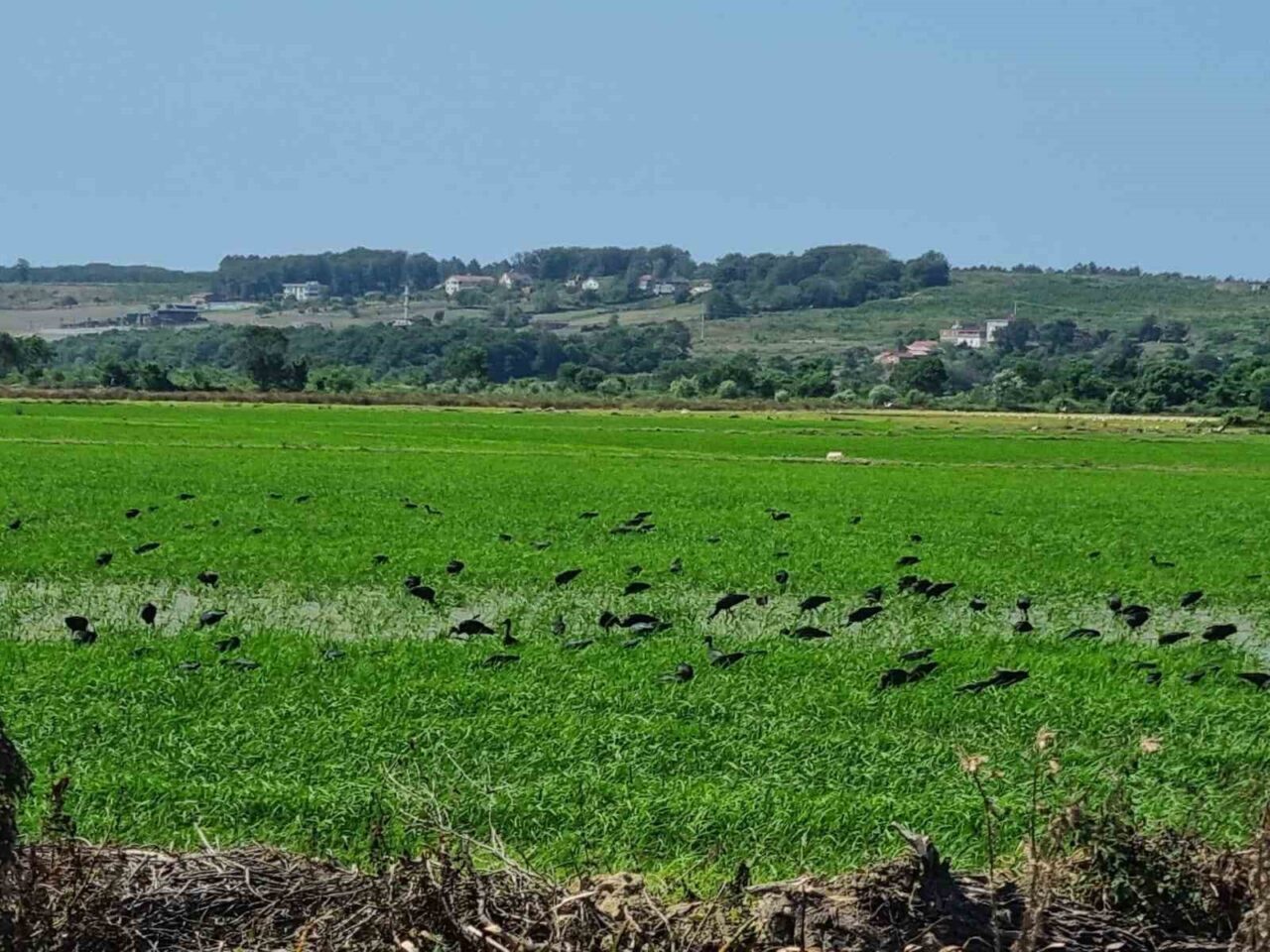 Nesli tehdit altındaki çeltikçi kuşları Sinop’ta görüntülendi