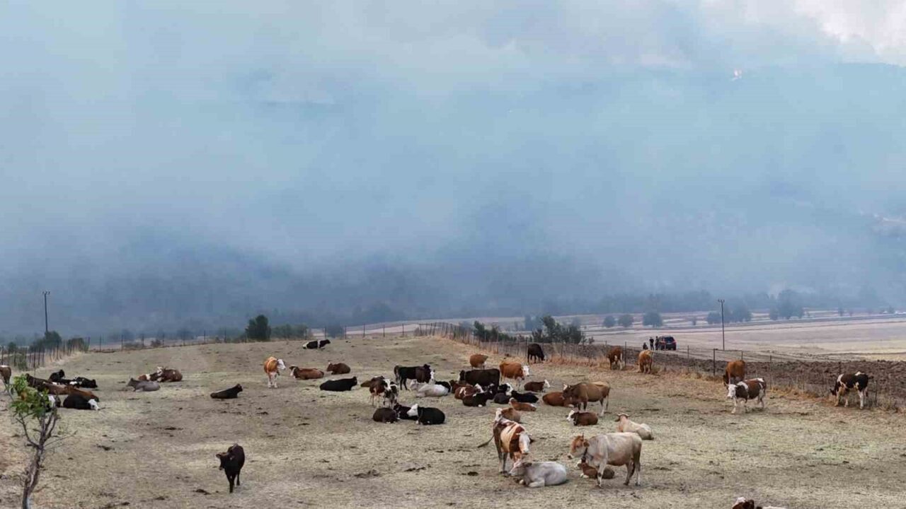 Orman yangını köye yaklaştı, hayvanlar güvenli alanda bekletiliyor