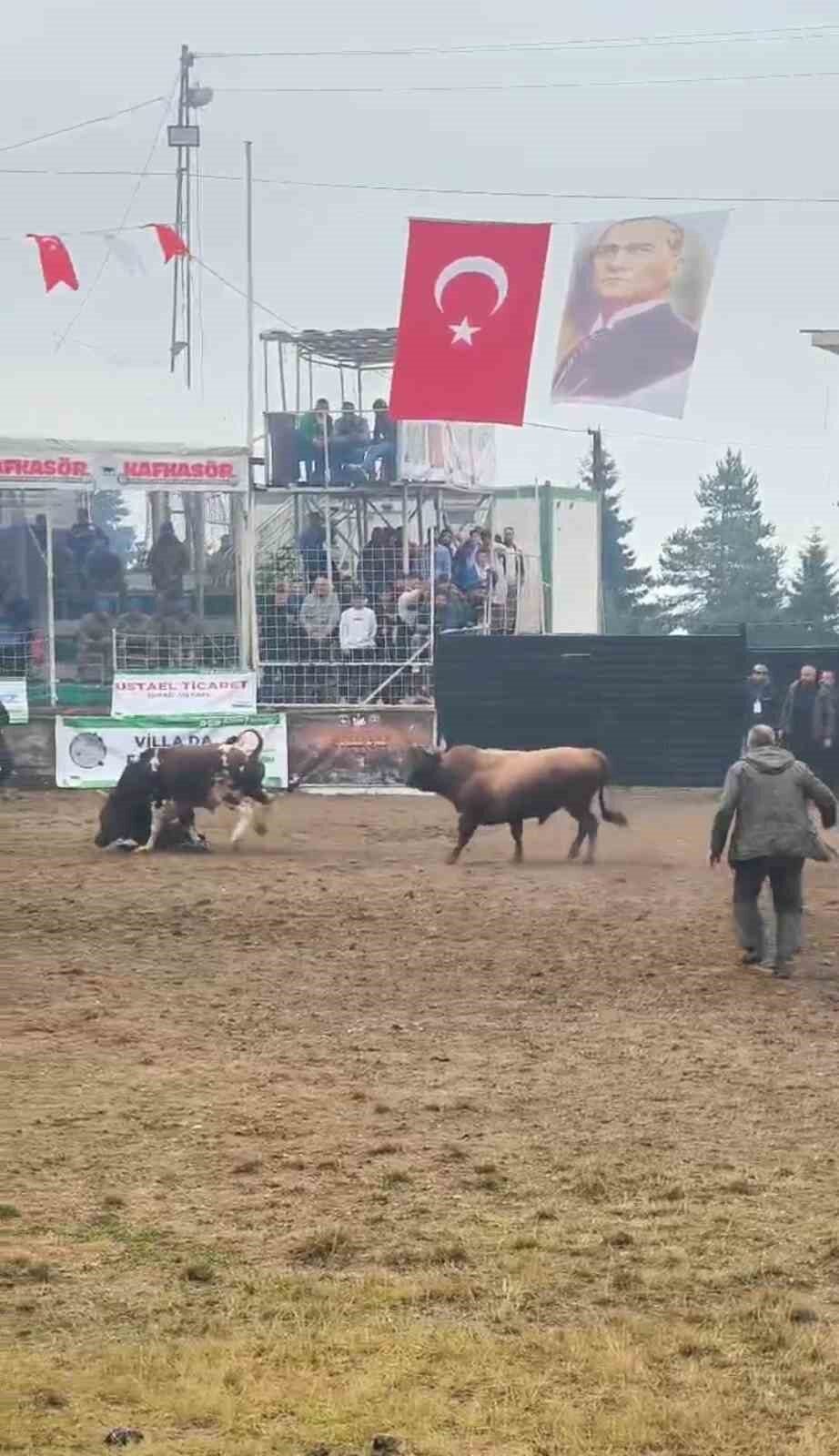 Rakibinden kaçan boğa, bakıcısını boynuzla yere serdi