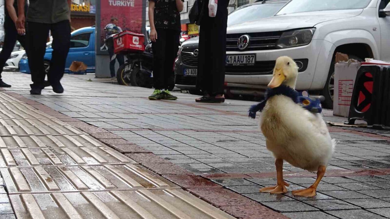 Rize’nin caddelerinin maskotu oldu