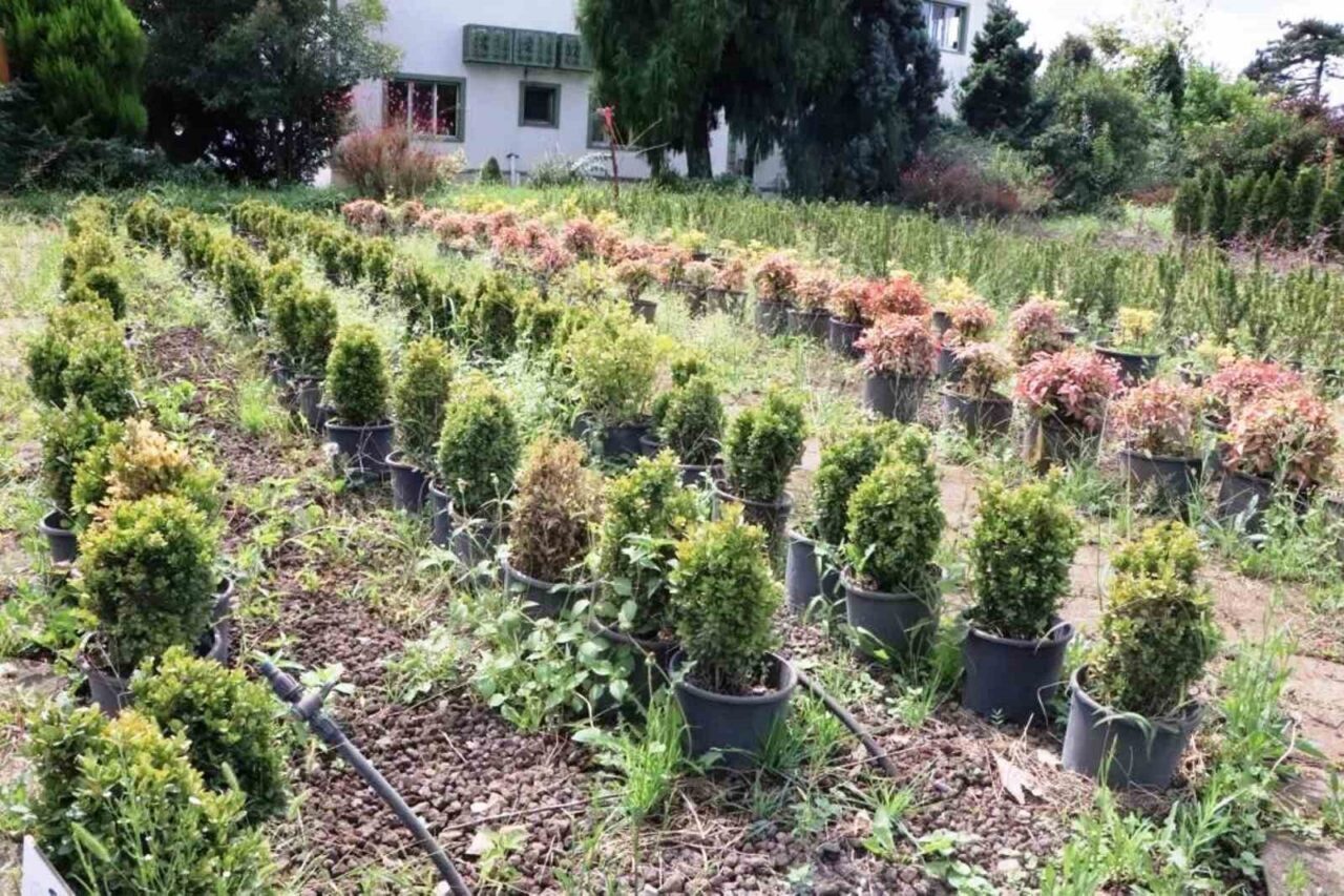 Samsun’da üretilen fidanlarla Türkiye nefes alıyor