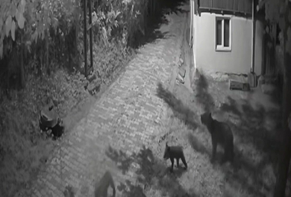 Sinop’ta anne ayı ve yavrularının dut yeme anları kamerada