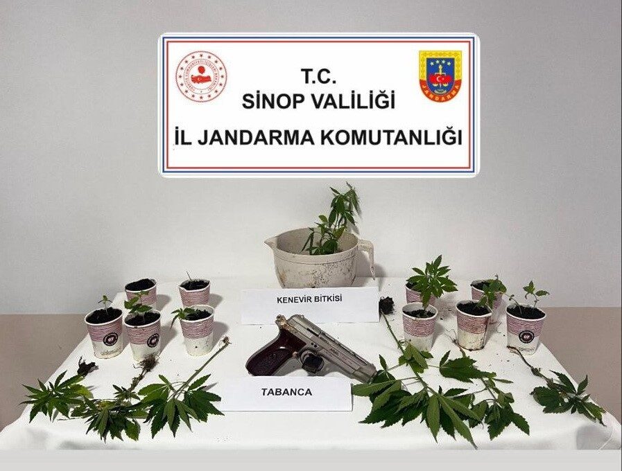 Sinop’ta jandarmadan kenevir operasyonu: 4 şüpheliye adli işlem