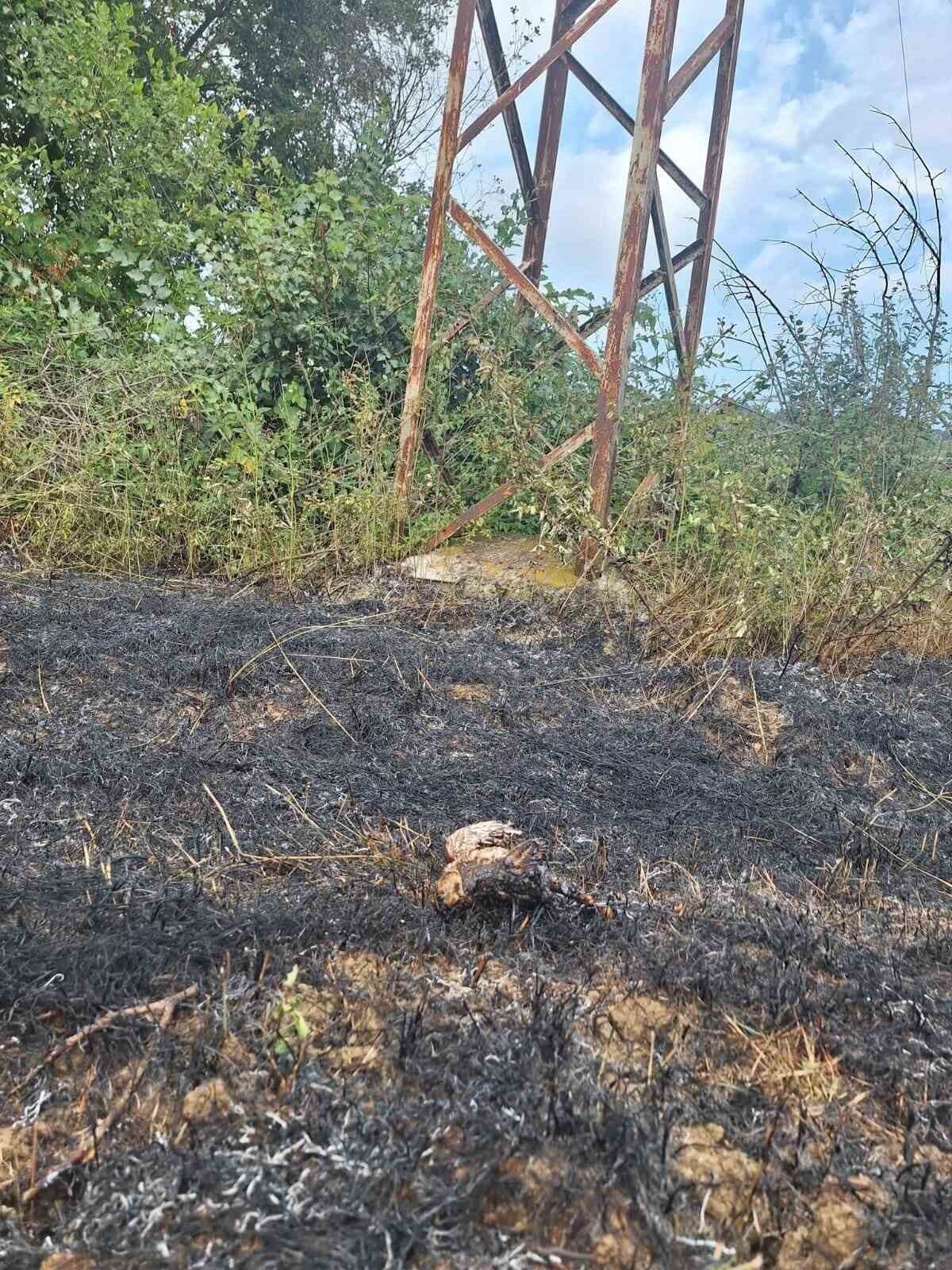 Sinop’ta yüksek gerilim hattına konan kuş yangına neden oldu