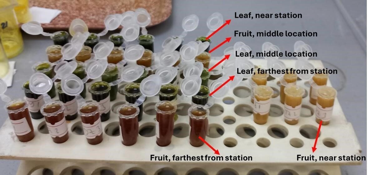 Termik santral çevresindeki zeytinlerde ağır metal alarmı